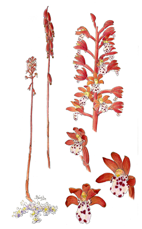 Coralroot image used for notecard